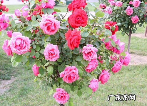 月季花怕晒吗 怕阳光晒吗