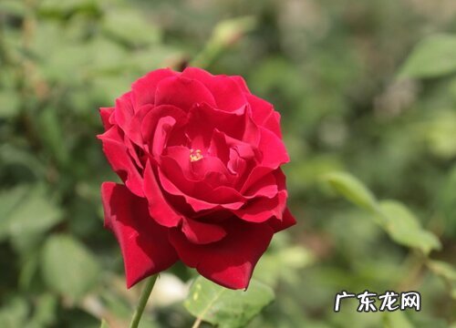 月季花怕晒吗 怕阳光晒吗