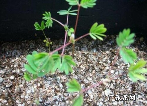 含羞草怕晒吗 怕阳光晒吗