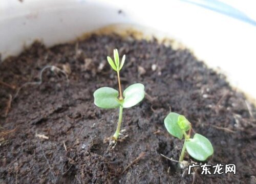 含羞草怕晒吗 怕阳光晒吗