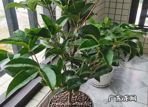 四季桂喜水吗 属于喜水植物吗