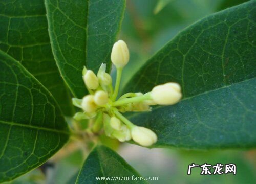 四季桂喜水吗 属于喜水植物吗
