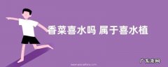 香菜喜水吗 属于喜水植物吗