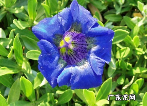 龙胆好养吗 养殖方法和养护要点