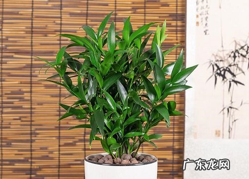 竹柏喜水吗 属于喜水植物吗