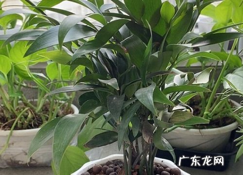 竹柏喜水吗 属于喜水植物吗