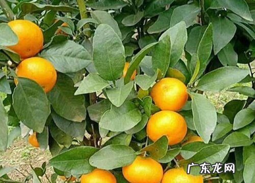 沃柑亩产量一般多少斤 种一亩沃柑一年赚多少