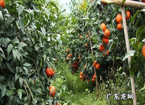 沃柑亩产量一般多少斤 种一亩沃柑一年赚多少