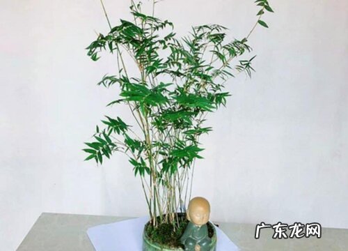 米竹喜阴还是喜阳