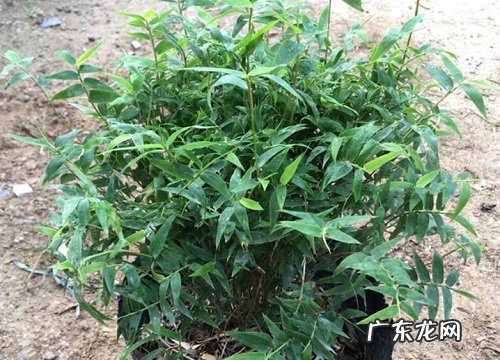 米竹喜阴还是喜阳