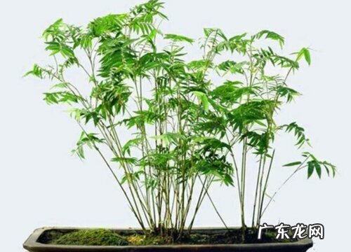 米竹喜阴还是喜阳