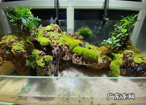 苔藓喜阴还是喜阳