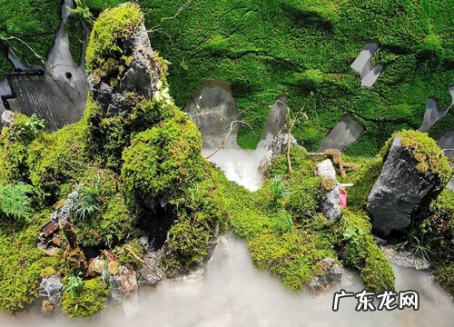 苔藓喜阴还是喜阳