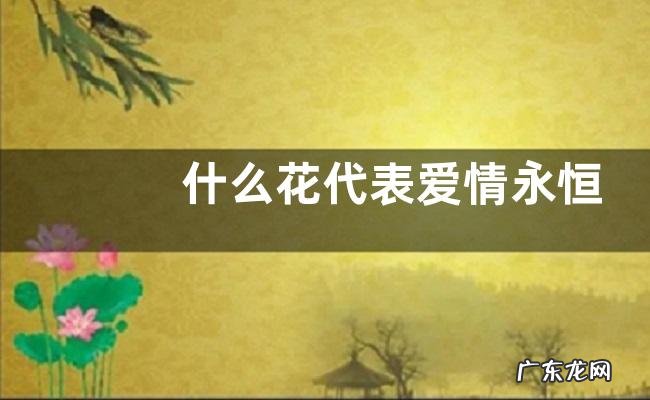 什么花代表爱情永恒