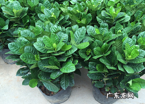 什么花代表爱情永恒