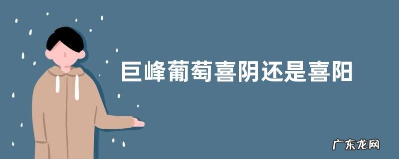 巨峰葡萄喜阴还是喜阳