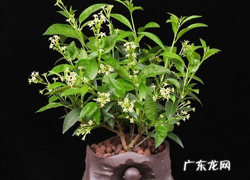 夜来香怎么修剪方法