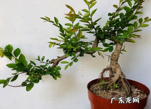 榆树喜阴还是喜阳