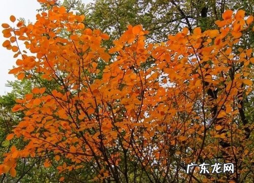 黄栌喜阴还是喜阳