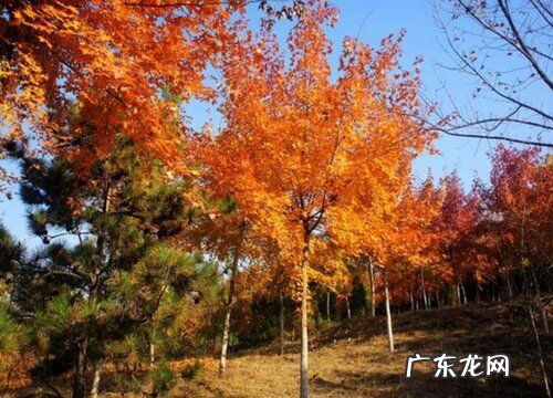 黄栌喜阴还是喜阳