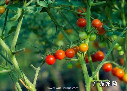 小番茄喜阴还是喜阳