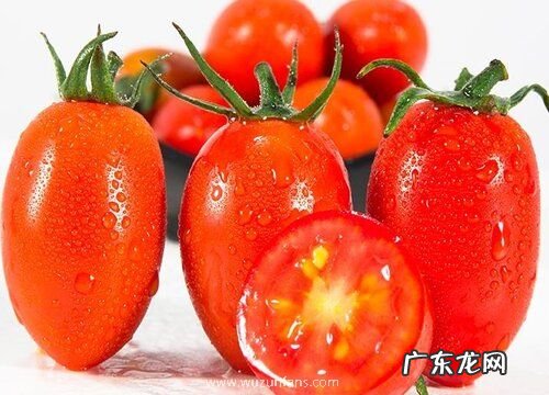 小番茄喜阴还是喜阳