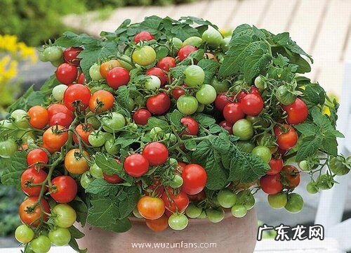 小番茄喜阴还是喜阳