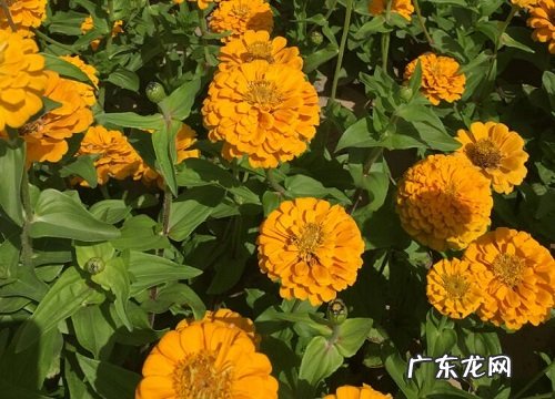 百日草喜阴还是喜阳