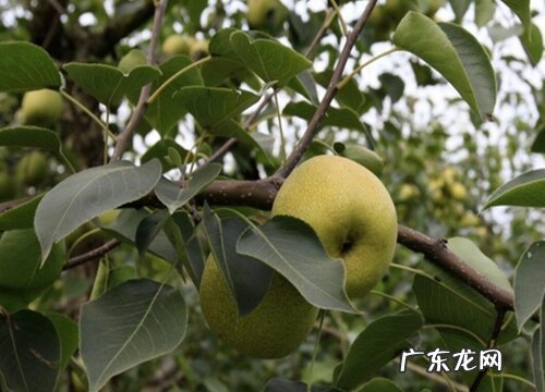 梨树喜阴还是喜阳