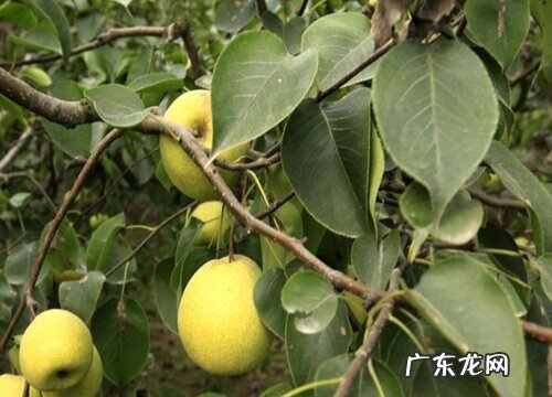 梨树喜阴还是喜阳