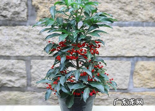 金玉满堂喜阴还是喜阳