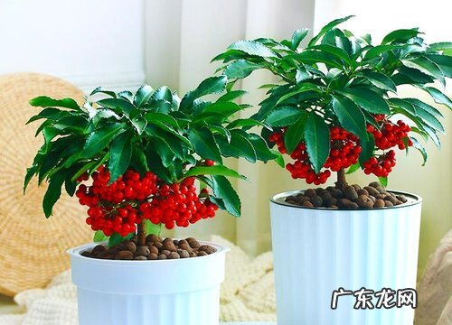 金玉满堂喜阴还是喜阳