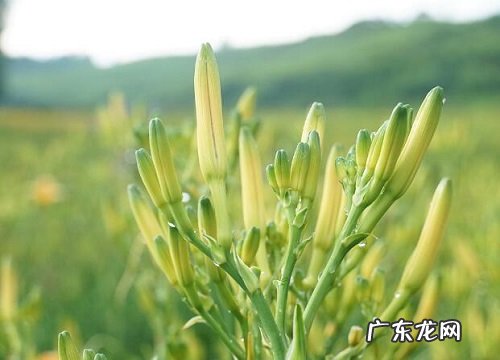 黄花菜为什么不开花