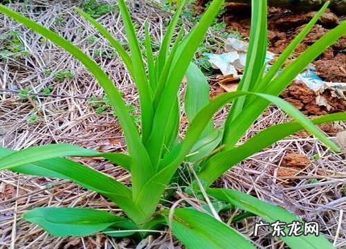 黄花菜为什么不开花