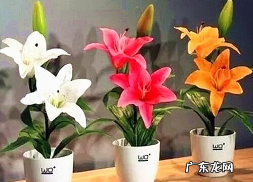 百合种球怎么水培养殖方法