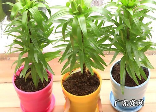 百合种球怎么水培养殖方法