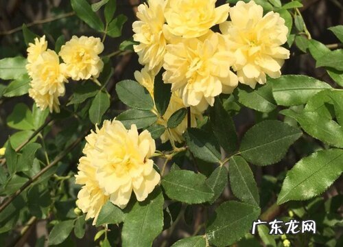 木香喜阴还是喜阳