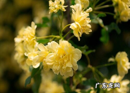 木香喜阴还是喜阳