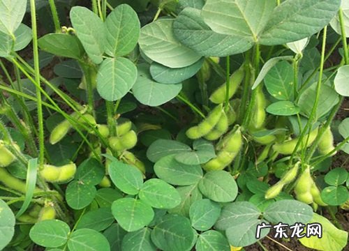 大豆喜阴还是喜阳