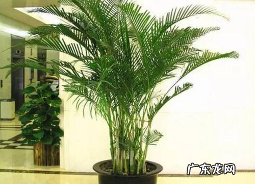 散尾葵喜阴还是喜阳