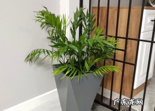 散尾葵喜阴还是喜阳