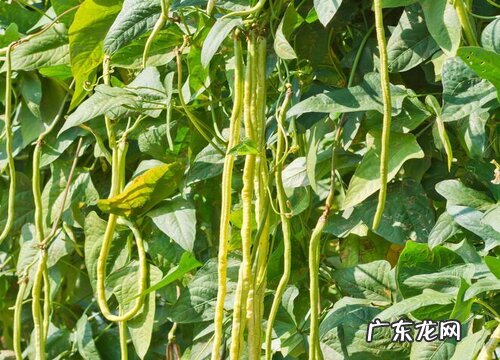 豇豆喜阴还是喜阳