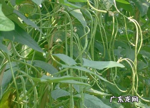 豇豆喜阴还是喜阳