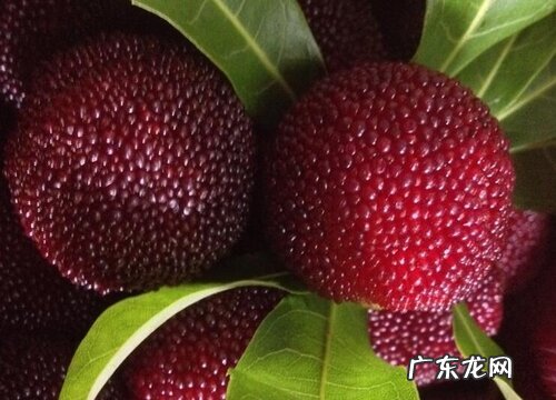 杨梅树喜阴还是喜阳