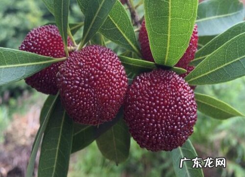 杨梅树喜阴还是喜阳