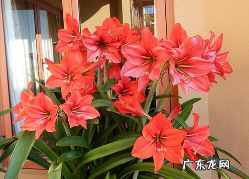 朱顶红花怎么养护能年年开花