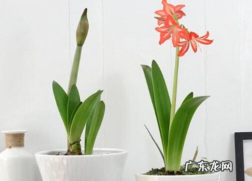 朱顶红花怎么养护能年年开花