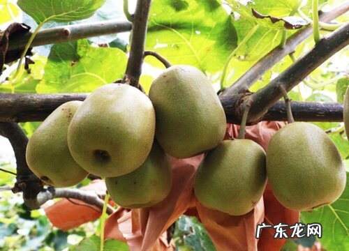 猕猴桃喜阴还是喜阳