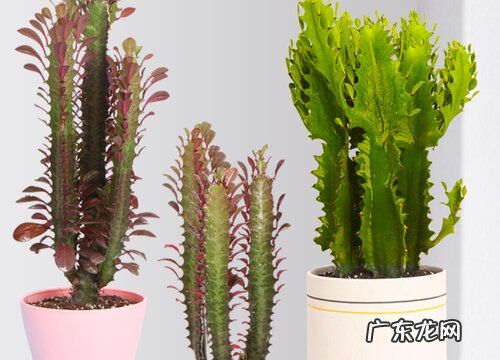 龙骨喜阴还是喜阳