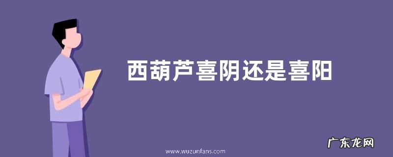 西葫芦喜阴还是喜阳